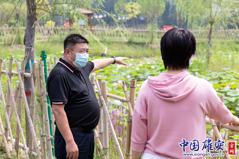 人工湖里的荷花，今年已經(jīng)爭相盛開，荷葉青青，荷花如面，鄉(xiāng)村如畫，但蘭占友無心欣賞美景，早已進(jìn)入工作狀態(tài)，他忙著跟工作人員討論林草維護(hù)保養(yǎng)。如何提升小康成色，織就一道道展示新農(nóng)村魅力的風(fēng)景線，成了蘭占友思考的新課題。中國雄安官網(wǎng)記者毛鶴然 攝