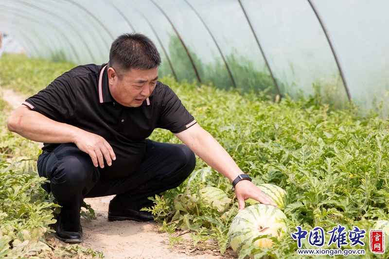 “你看我們這兒的瓜，這都第二茬了，個(gè)頭還是這么大，不僅大還甜呢！”蘭占友笑吟吟地說。米東大村在良好的村級工業(yè)基礎(chǔ)上，注重加快農(nóng)業(yè)結(jié)構(gòu)轉(zhuǎn)型升級，大力發(fā)展麒麟西瓜種植技術(shù)，發(fā)展培育頤豐園生態(tài)休閑旅游產(chǎn)業(yè)，打造新的經(jīng)濟(jì)增長點(diǎn)。在蘭占友的積極對接下，該村先后引進(jìn)了藥材種植和麒麟西瓜種植等多項(xiàng)先進(jìn)農(nóng)業(yè)技術(shù)，如今精品農(nóng)業(yè)越做越好，剛摘下的西瓜脆爽甘甜，正如米東大村村民的日子甜甜蜜蜜。中國雄安官網(wǎng)記者毛鶴然 攝