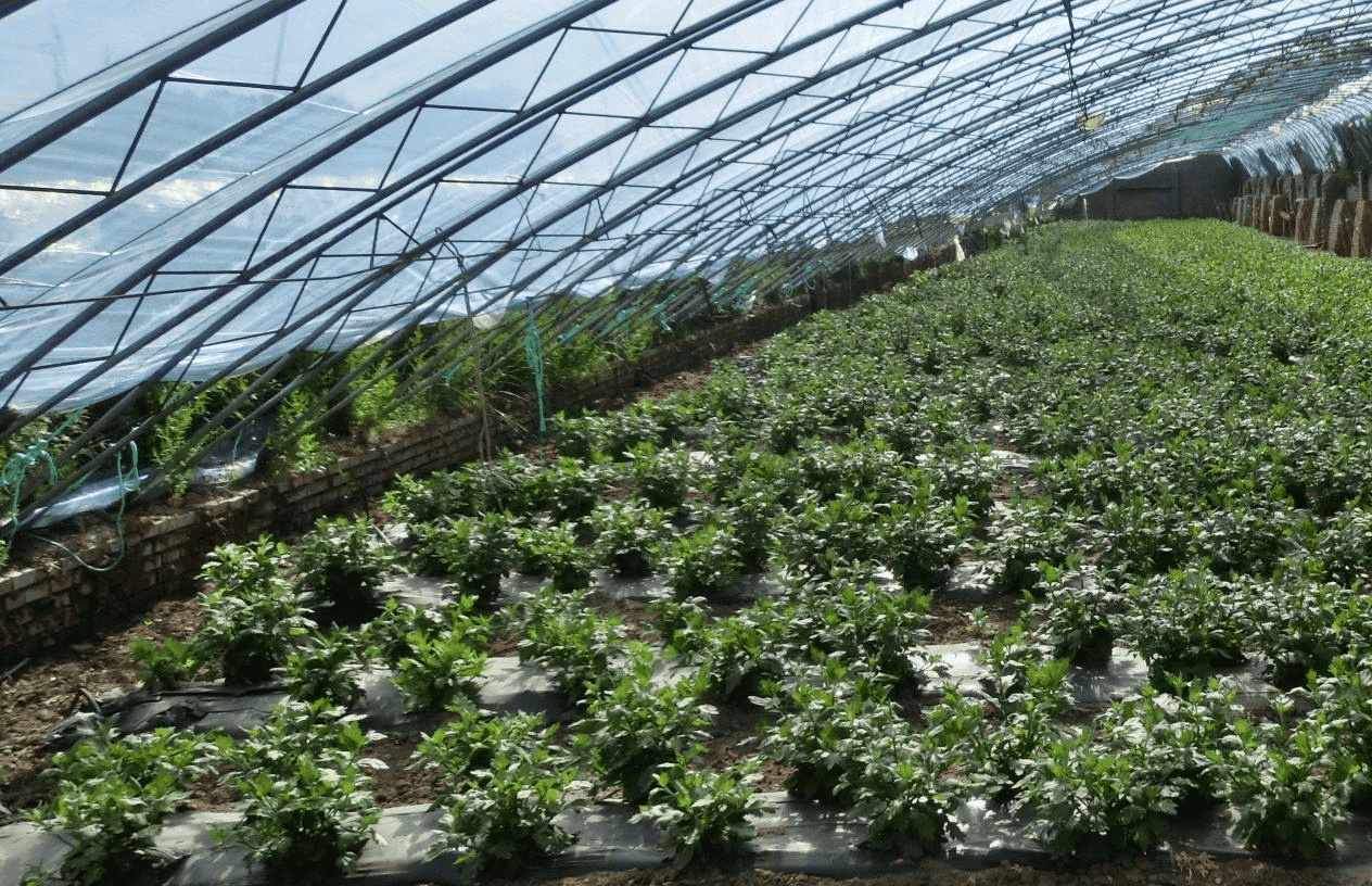 王寶善溝村的菊花大棚。郭子君攝