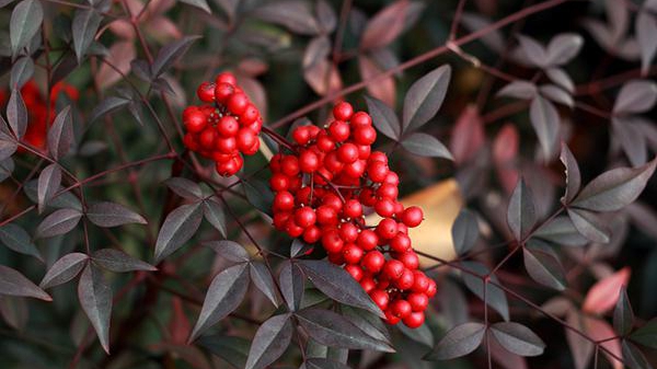 “五一”外出游玩請(qǐng)注意 這些植物一定要遠(yuǎn)離！有毒！