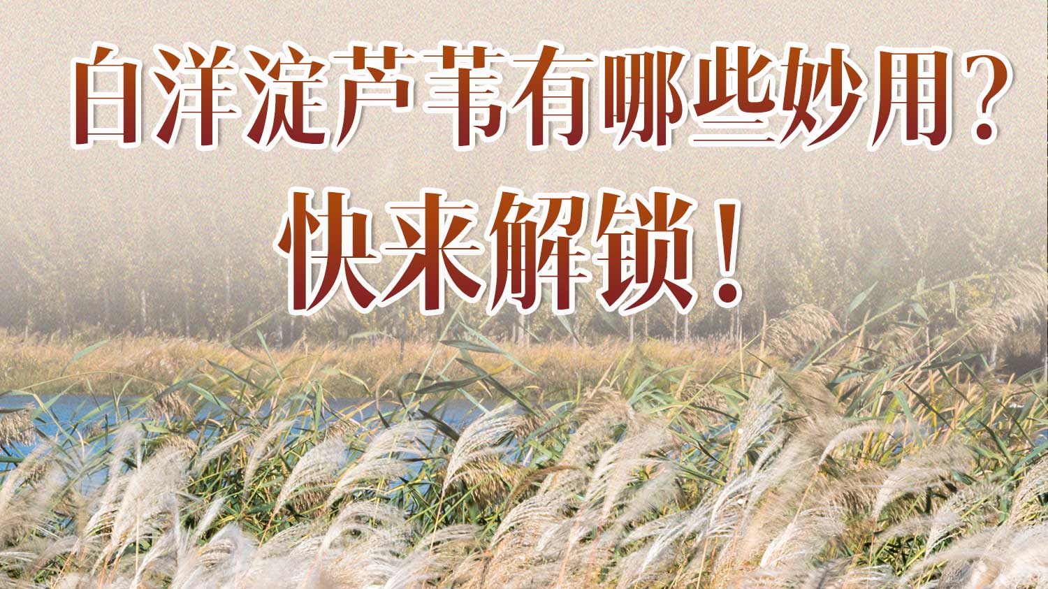 白洋淀蘆葦有哪些妙用？快來解鎖！