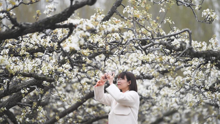 雄安新區：梨花競放滿園春