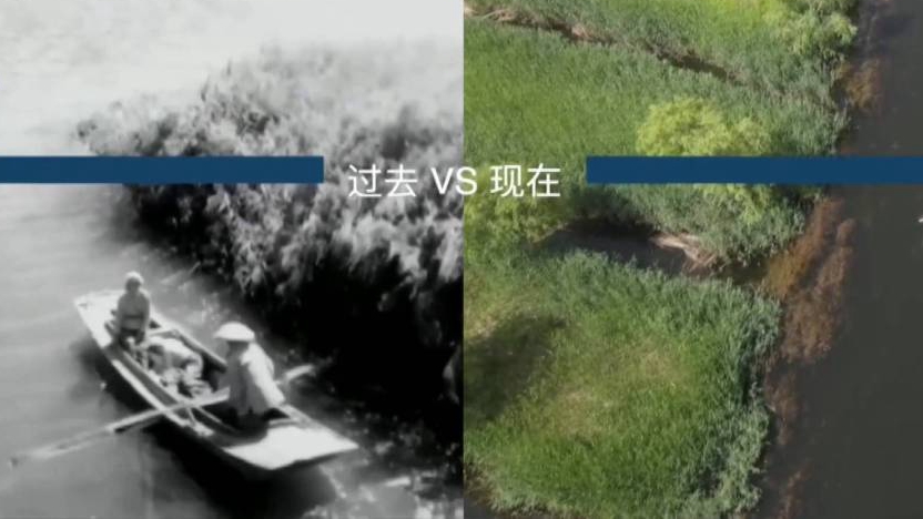 嘎子哥昔日“神技”能否再現白洋淀？