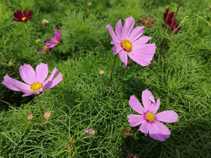 花色爛漫似童話！雄安又一處打卡地來啦