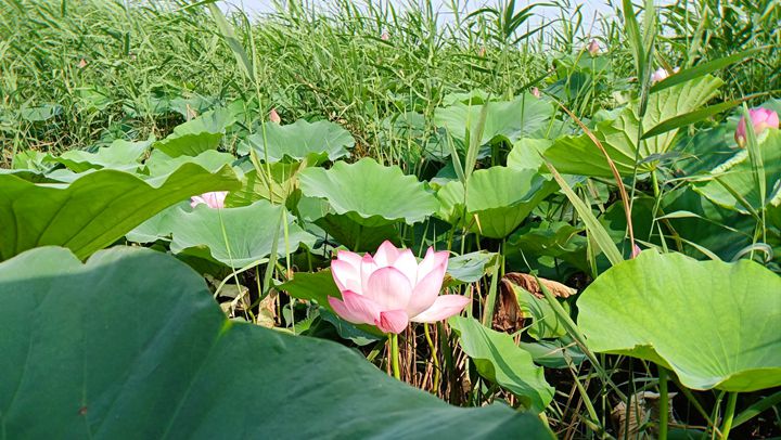 村游·冀Vlog | 白洋淀水質達到近十年最好水平