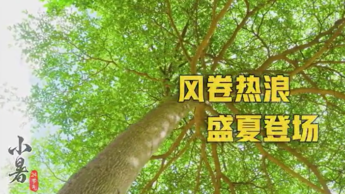 小暑丨風卷熱浪 盛夏登場