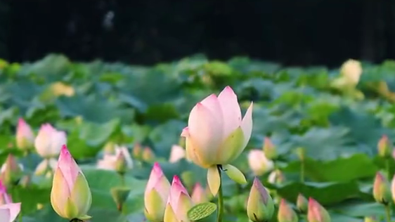 大暑｜晝聞蟬鳴 夜逐流螢