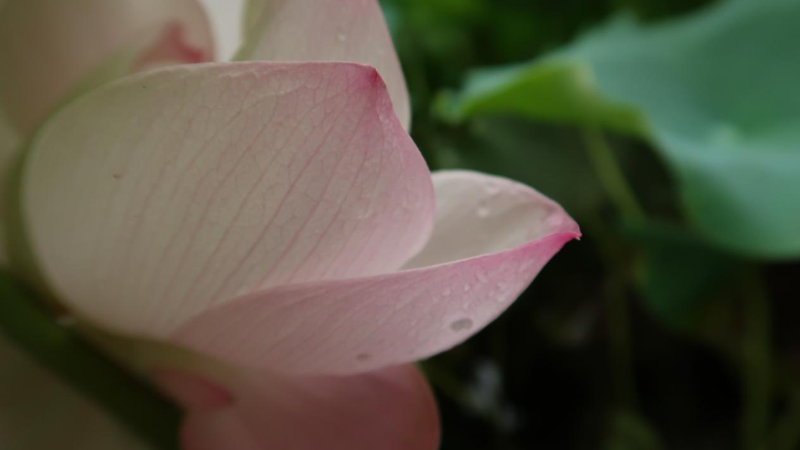 雨后雄安，風景如畫