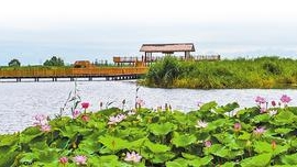 亮劍治污 夯實新區藍綠本底——加快恢復白洋淀“華北之腎”功能（一）