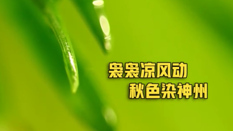寒露丨裊裊涼風(fēng)動(dòng) 秋色染神州