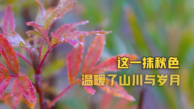 霜降丨這一抹秋色 溫暖了山川與歲月