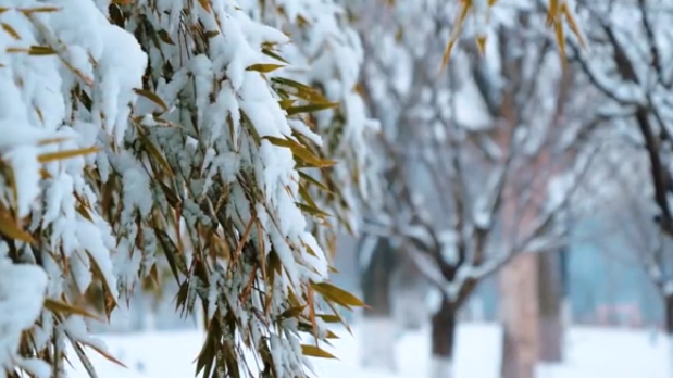 大雪丨萬物冬藏 蓄勢待發