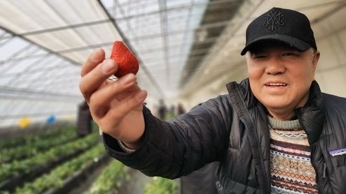 相約冬奧·新春走基層 | “脫貧果”登上冬奧會餐桌！尚義縣“隋珠”草莓特供冬奧會，記者探訪生產基地