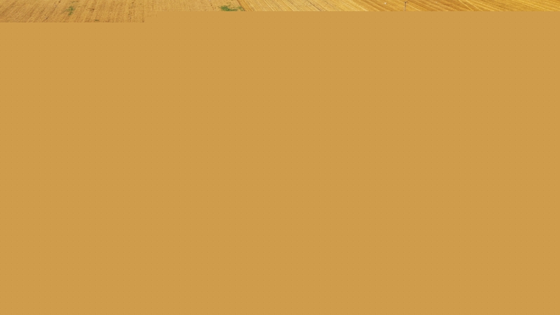 家鄉雄安丨雄安麥收大片怎容錯過？