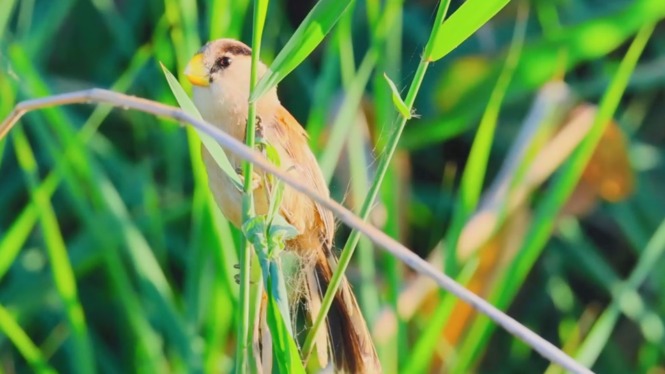 白洋淀里鳥(niǎo)蹁躚⑤丨淀上小精靈的幸福生活