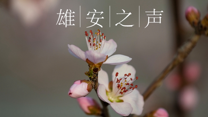 【雄安之聲】20230320