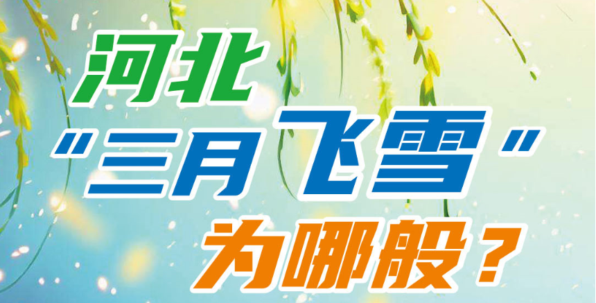 長圖丨又是一年春來“雪”！2023年河北楊柳絮飄飛時間表來了