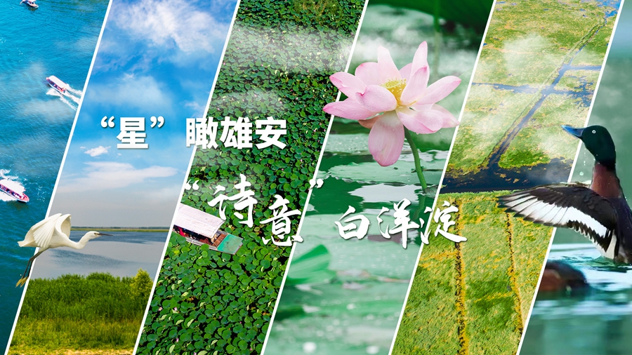 “星”瞰雄安丨“詩意”白洋淀