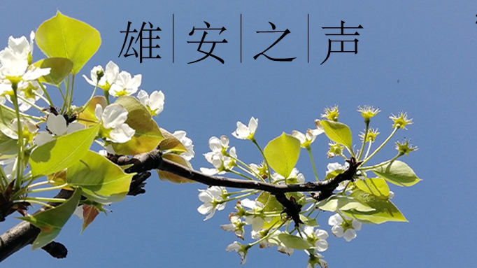 【雄安之聲】20230411