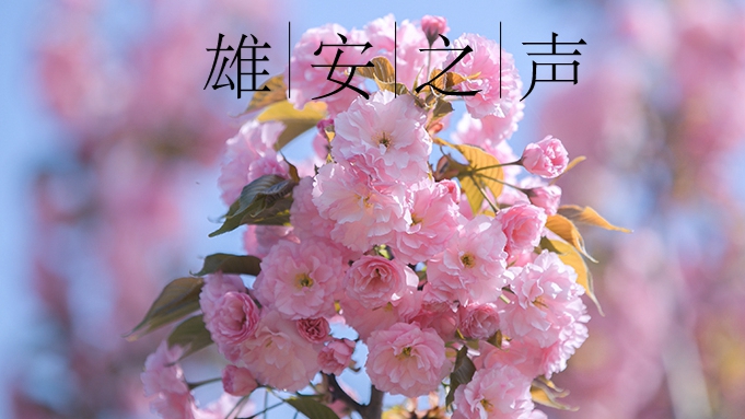 【雄安之聲】20230414