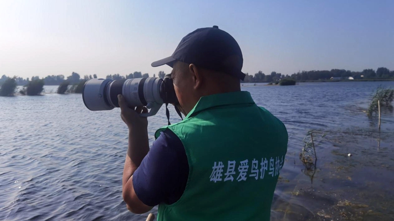 雄安愛鳥護鳥志愿者救助2只國家三有保護動物扇尾沙錐