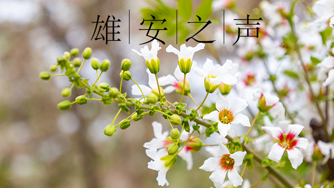【雄安之聲】20230509