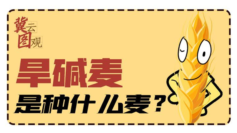 冀云圖觀丨旱堿麥?zhǔn)欠N什么麥？