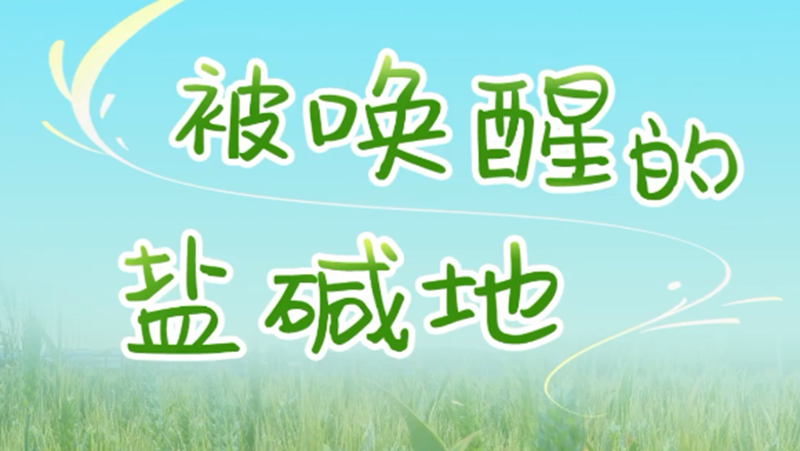 百姓看聯播丨被喚醒的鹽堿地
