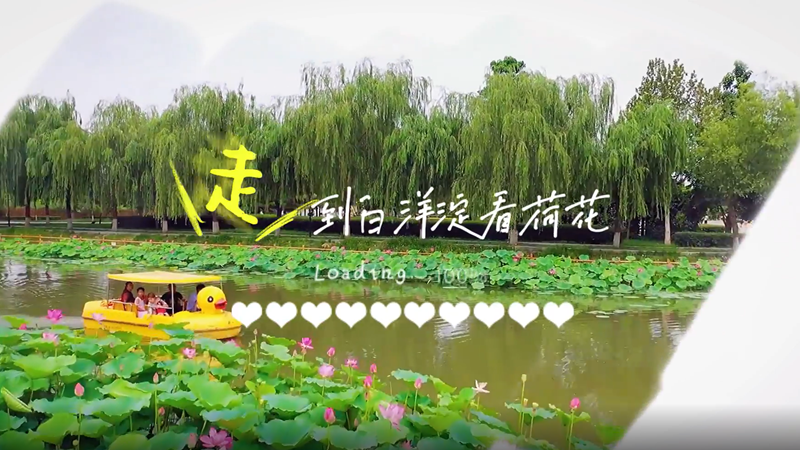 微視頻丨走！到白洋淀去看荷花