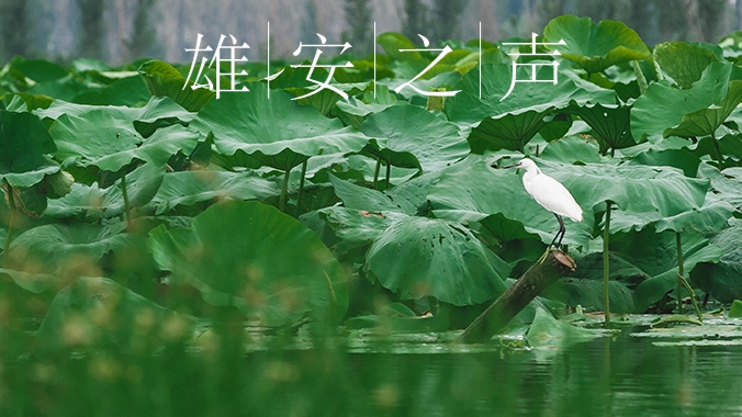 【雄安之聲】20230814