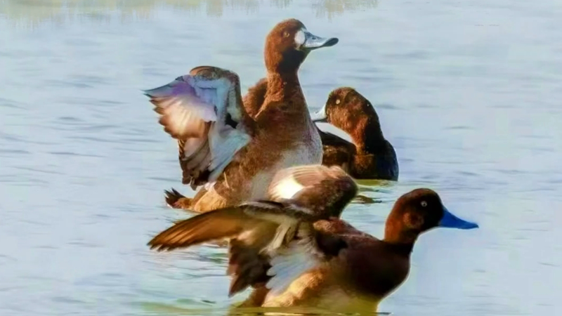 百姓看聯(lián)播丨白洋淀野生鳥(niǎo)類又“上新”